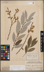Foto von Salix cinerea L. x Salix eleagnos Scop.